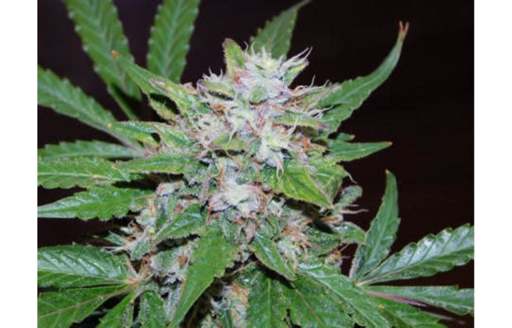 Straw Dog F1 Auto Fem 3 pk