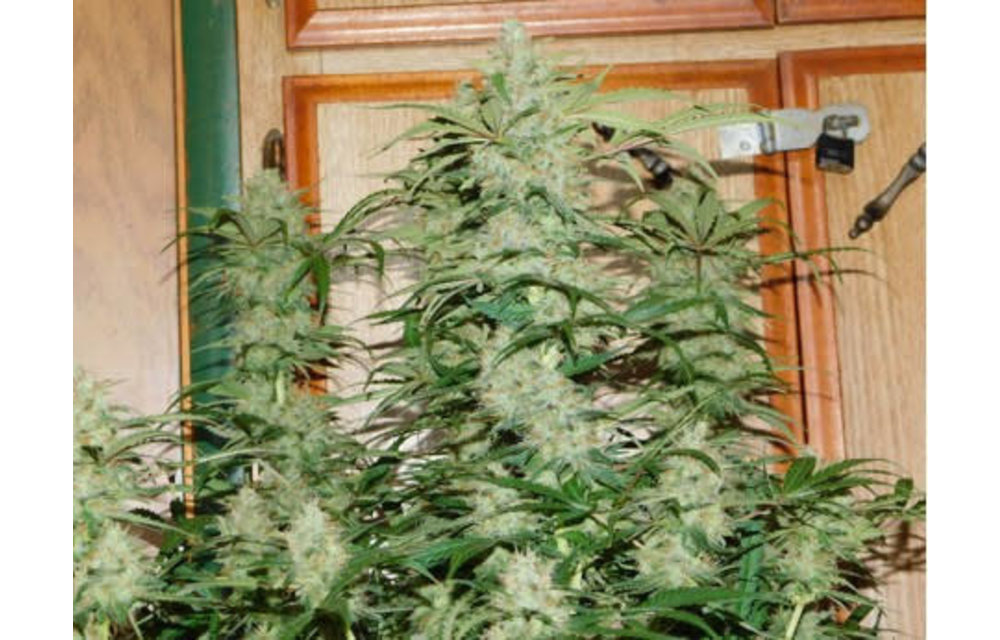 Straw Dog F1 Auto Fem 3 pk