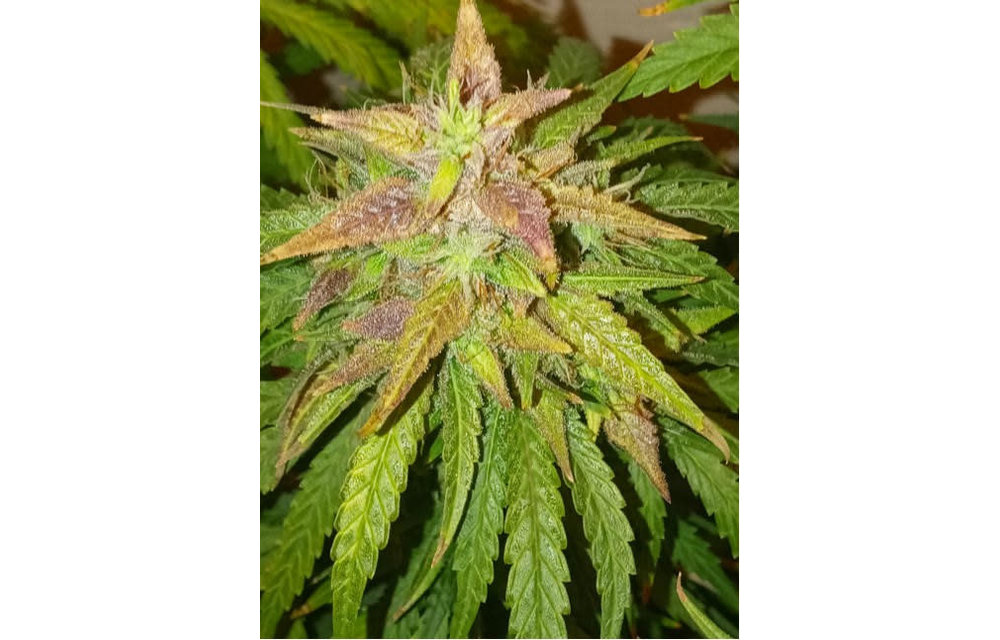 The Duke F1 Auto Fem 3 pk