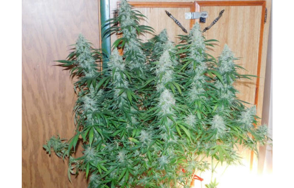The Duke F1 Auto Fem 3 pk