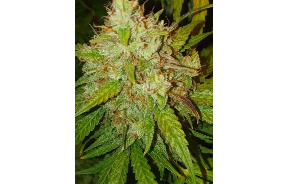The Duke F1 Auto Fem 3 pk