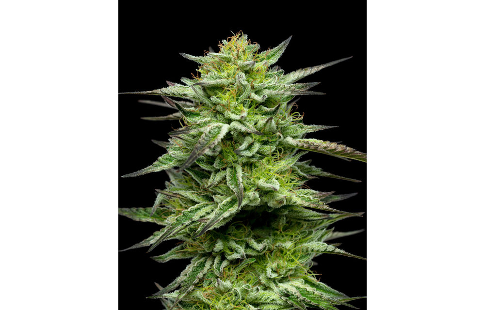 Mountain Top Mint Fem 10 pk