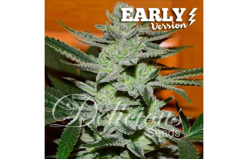 Unknown Kush Early Version Fem 5 pk
