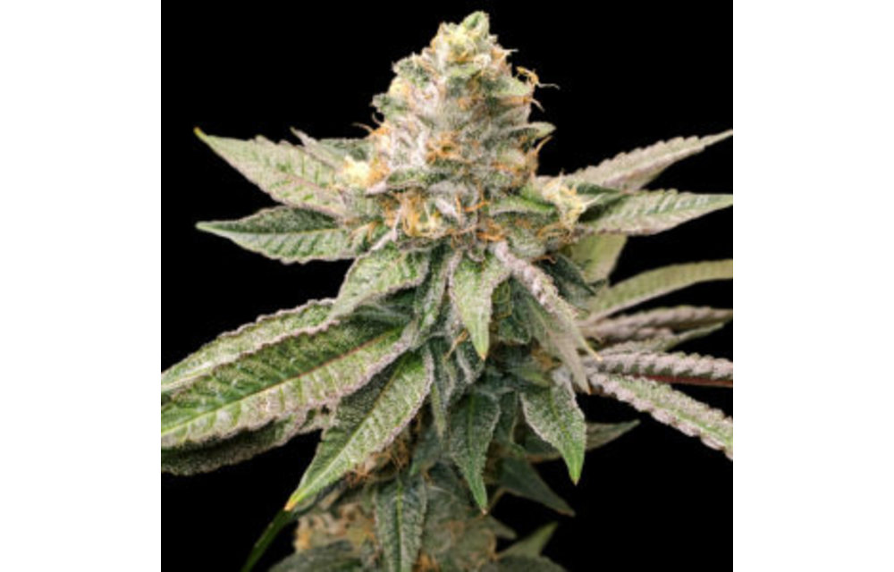 King Cone Fem 6 pk