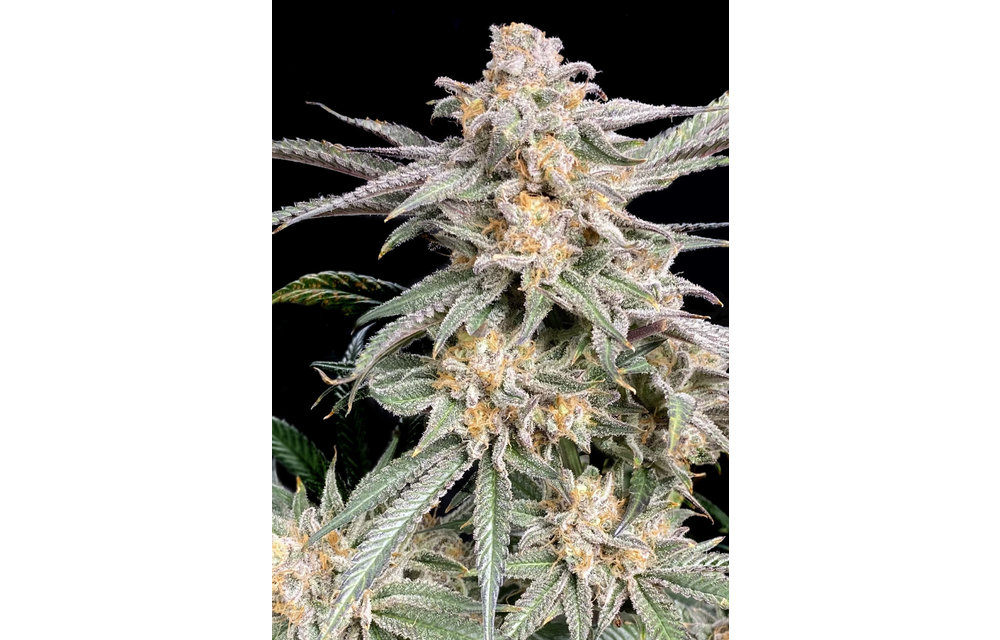 Snoop's Punch Fem 6 pk
