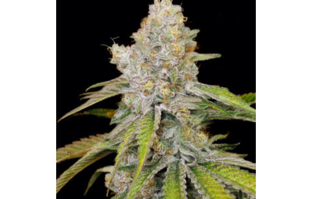 Star Punch Fem 6 pk