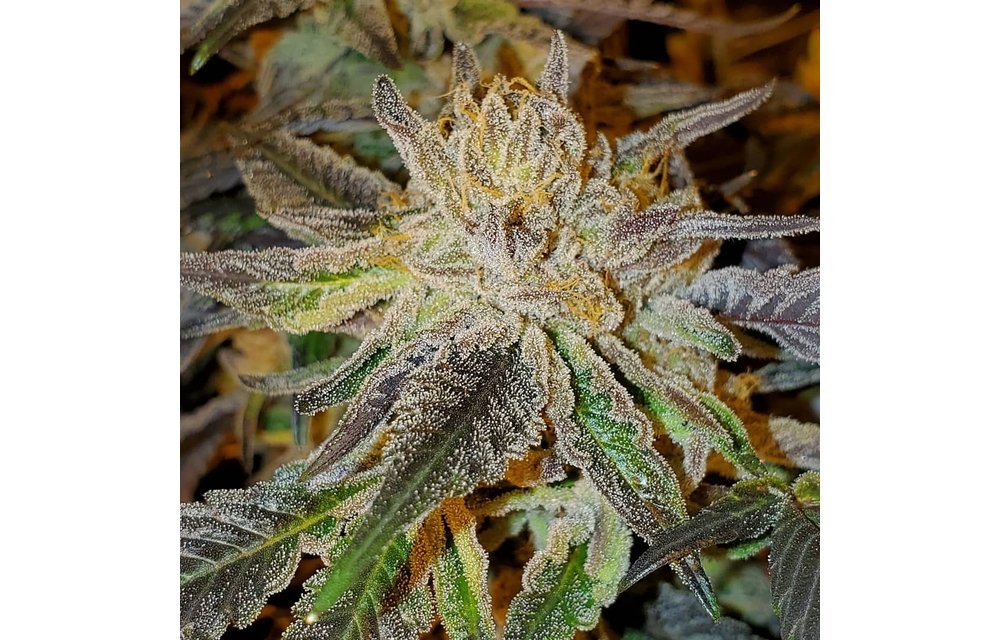 Chocolatina Reg 10 pk