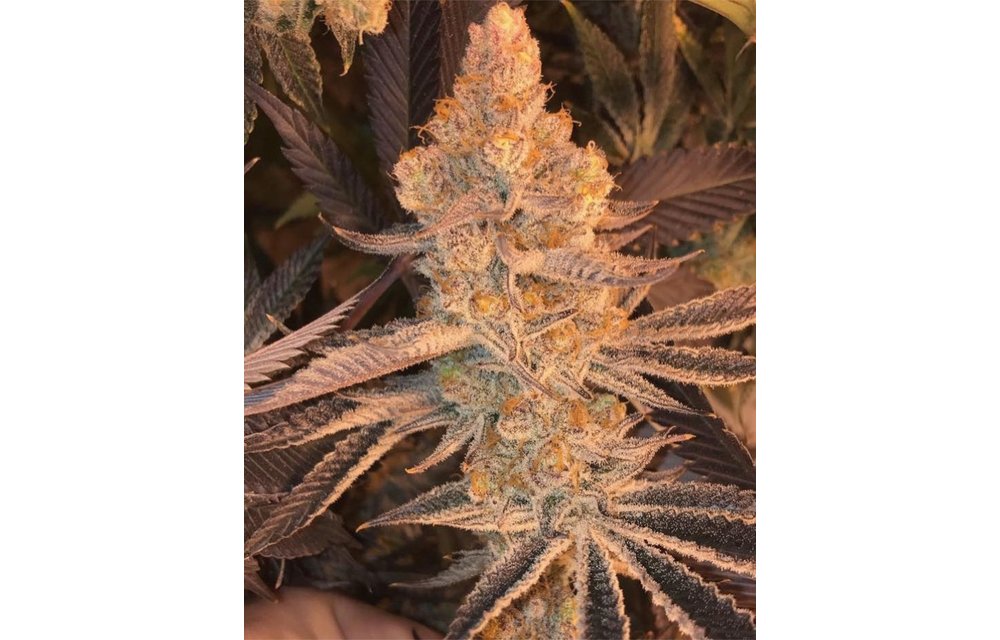 Dolato S1 Fem 10 pk