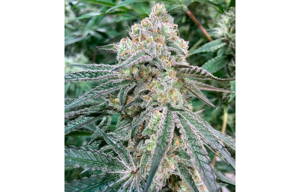 Double Kush Breath Fem 10 pk