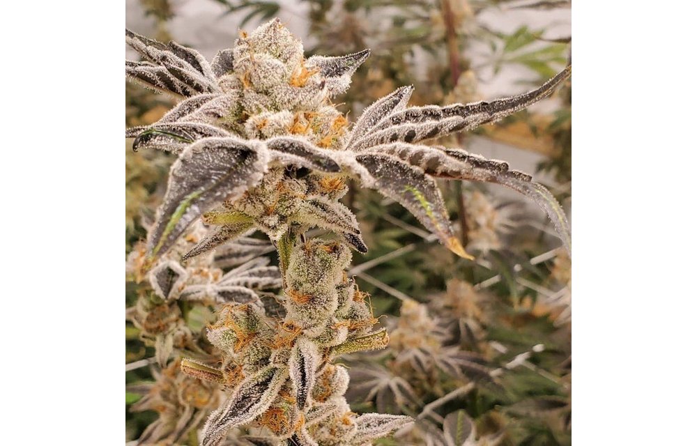 Iced Out Fem 10 pk