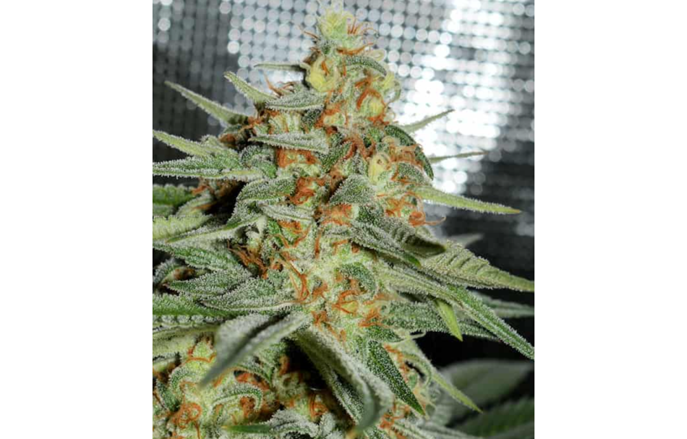 Riffraff Thai Reg 10 pk