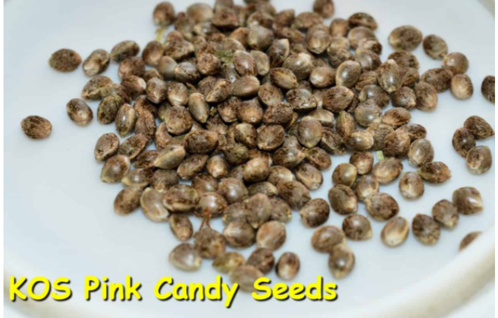 Pink Candy Reg 10 pk