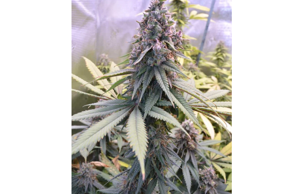 Blue Thai Reg 10 pk