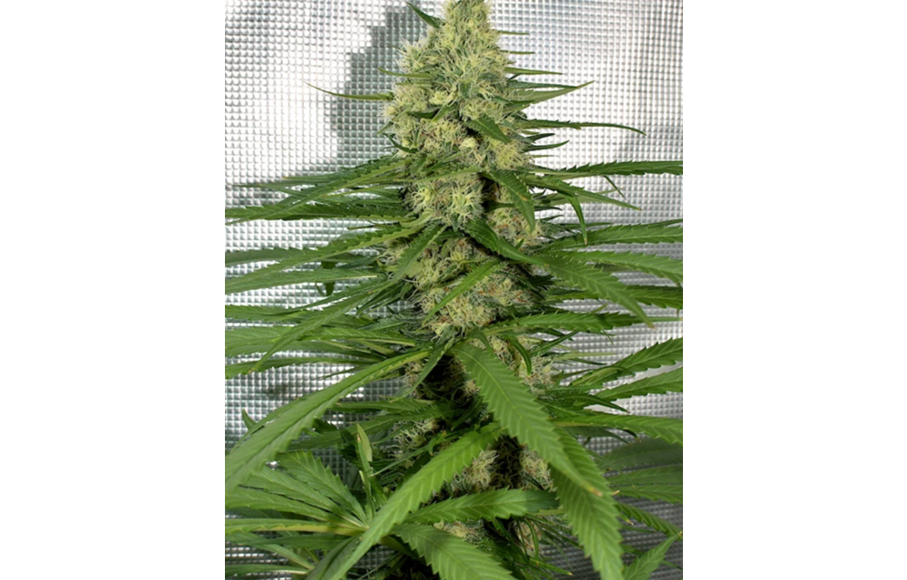 Chunky Cherry Thai Reg 10 pk