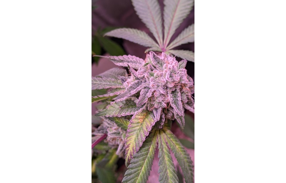 Barack Kush Reg 12 pk