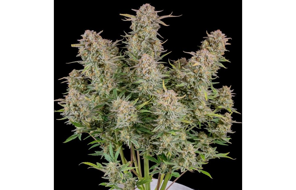 Bruce Banner Auto Fem 5 pk
