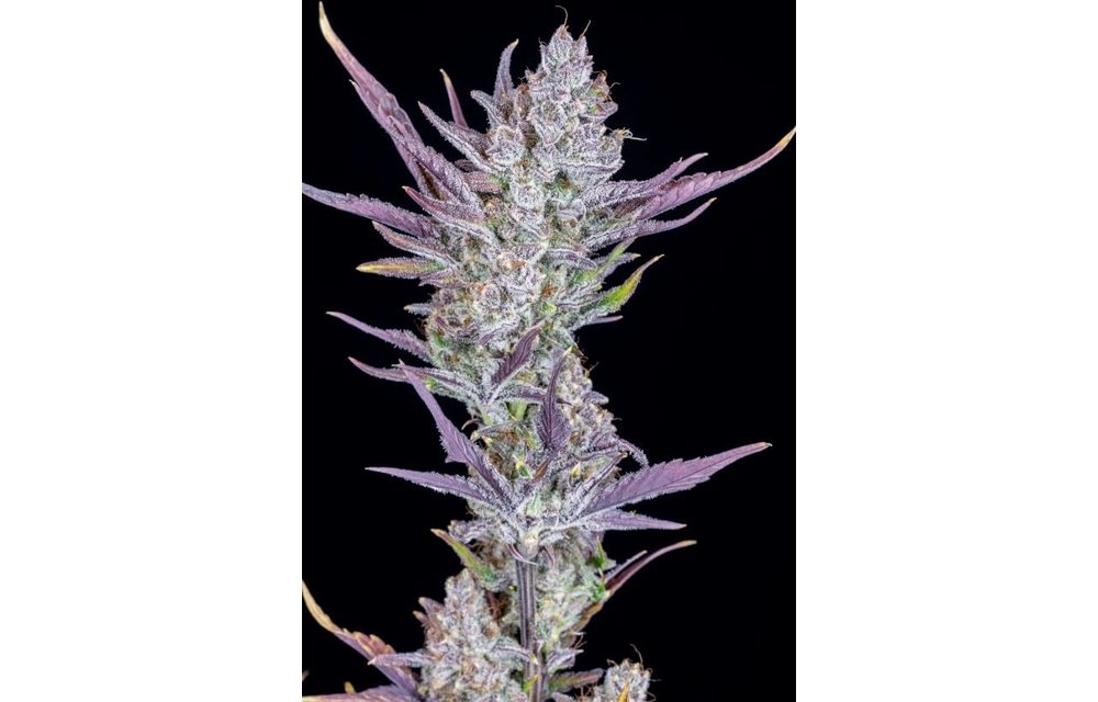 Wedding Glue Auto Fem 5 pk