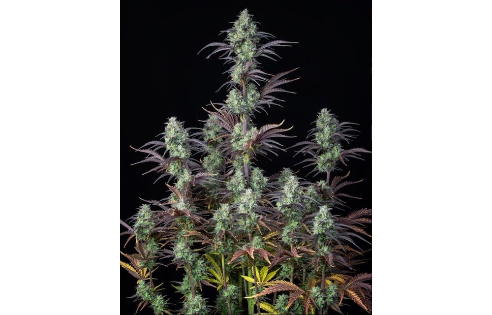 Mimosa Cake Auto Fem 5 pk