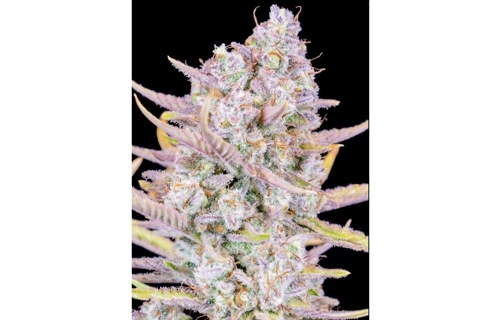 Purple Punch Auto Fem 5 pk