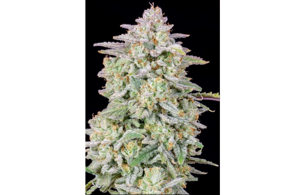 Forbidden Runtz Auto Fem 5 pk