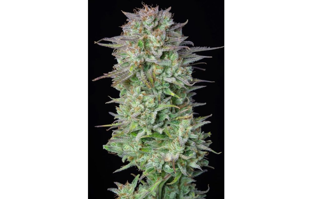 Kosher Cake Auto Fem 5 pk
