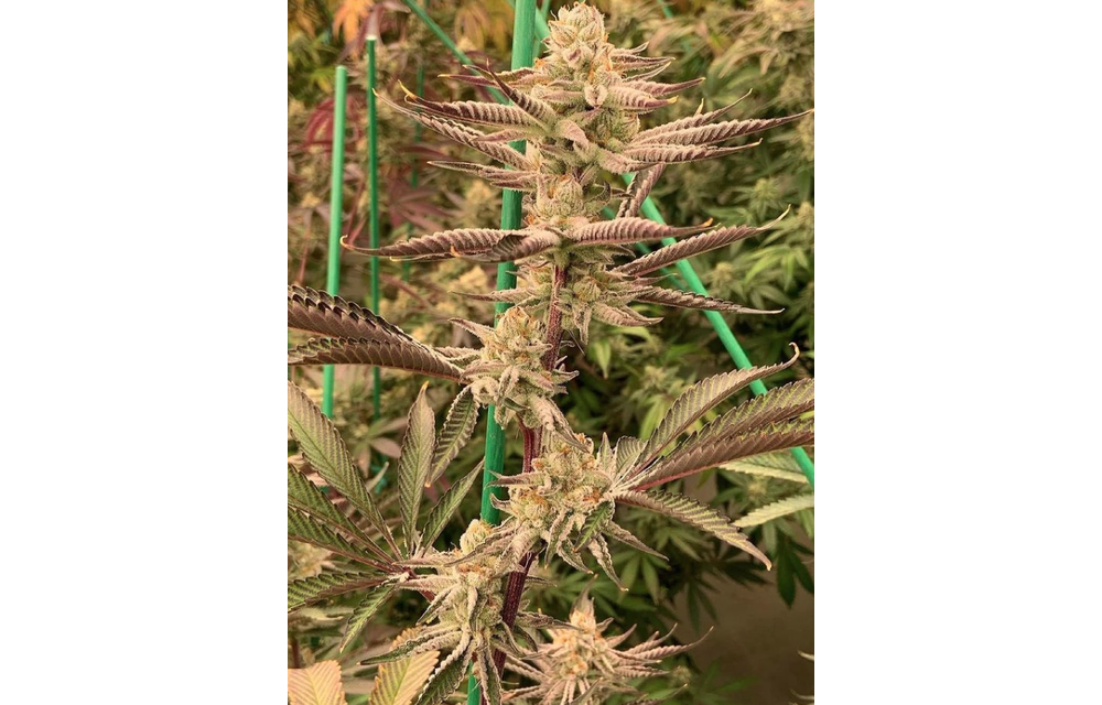 Platinum Punch Fem 10 pk