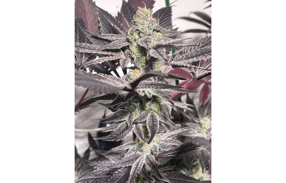 Blue Java Fem 10 pk