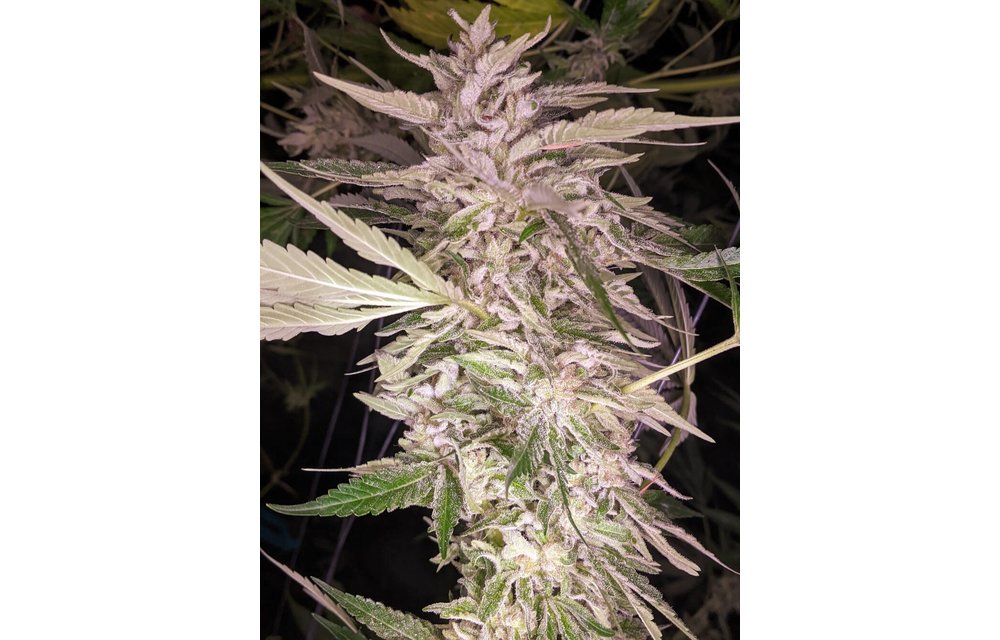 SF’nG (So F’n Gassy) Fem 6 pk