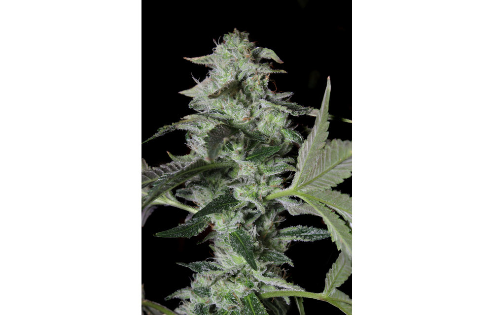Sherbet Cake Fem 6 pk