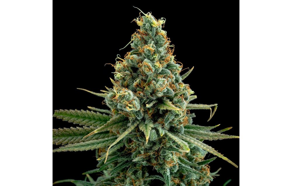 Sour Patch Kiss Fem 6 pk