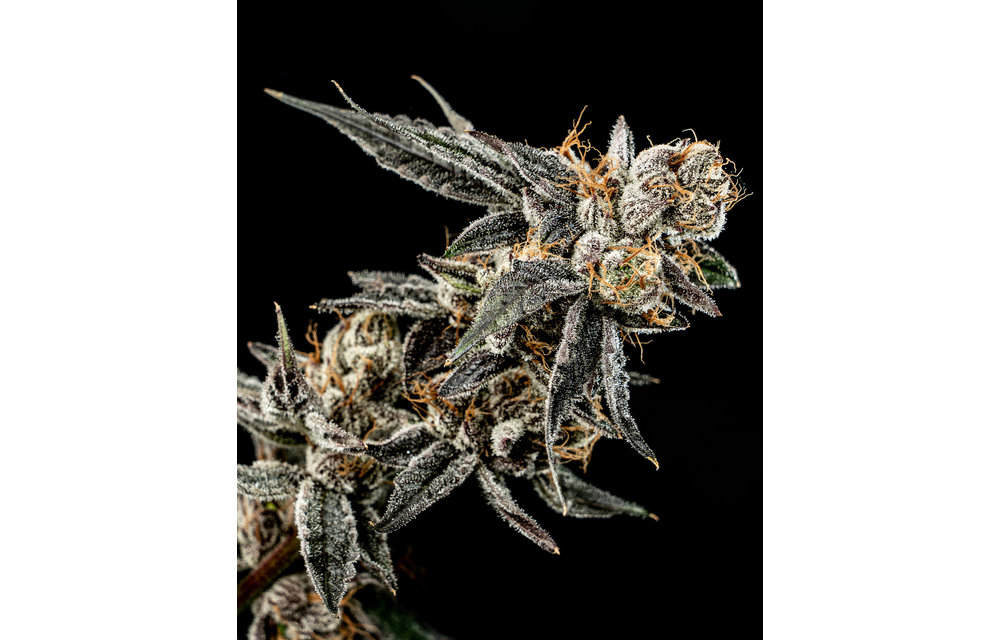 Gelato Punch Fem 6 pk