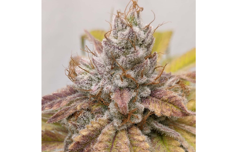 SnowCaine Fem 6 pk