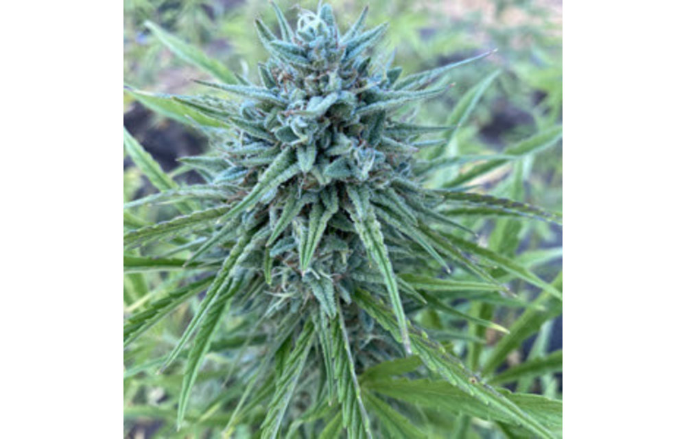 Cantaloupe Kush Auto Fem 5 pk