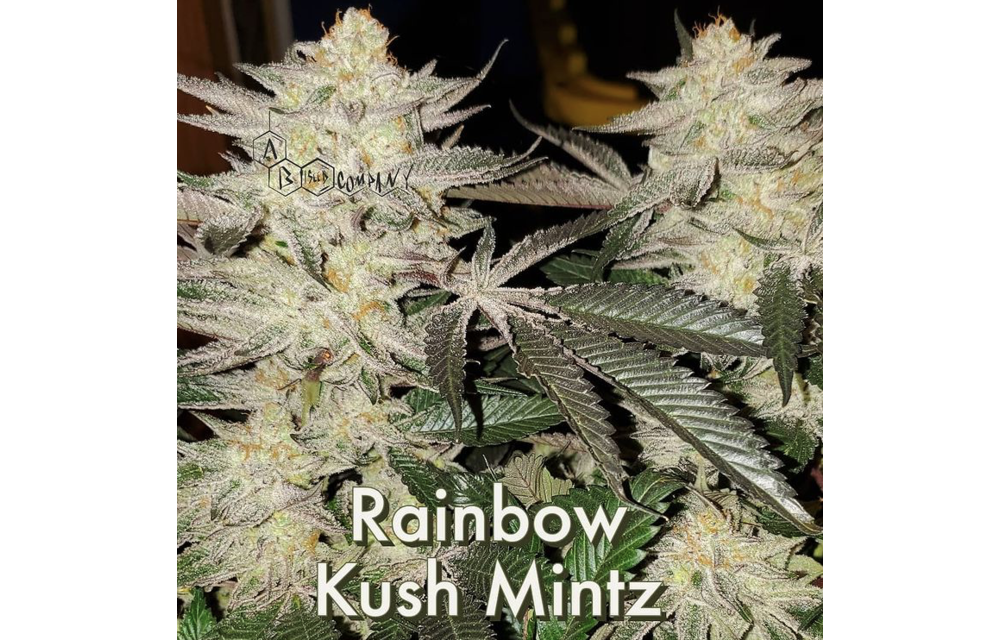 Rainbow Kush Mintz Reg 10 pk