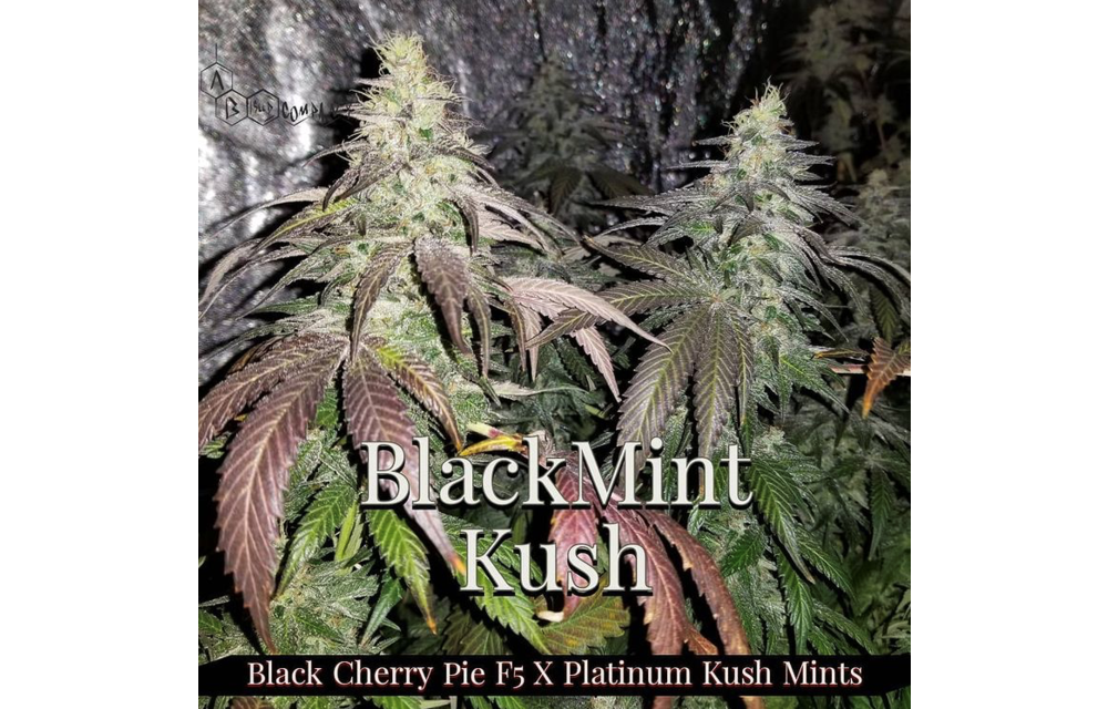 Blackmint Kush Reg 10 pk
