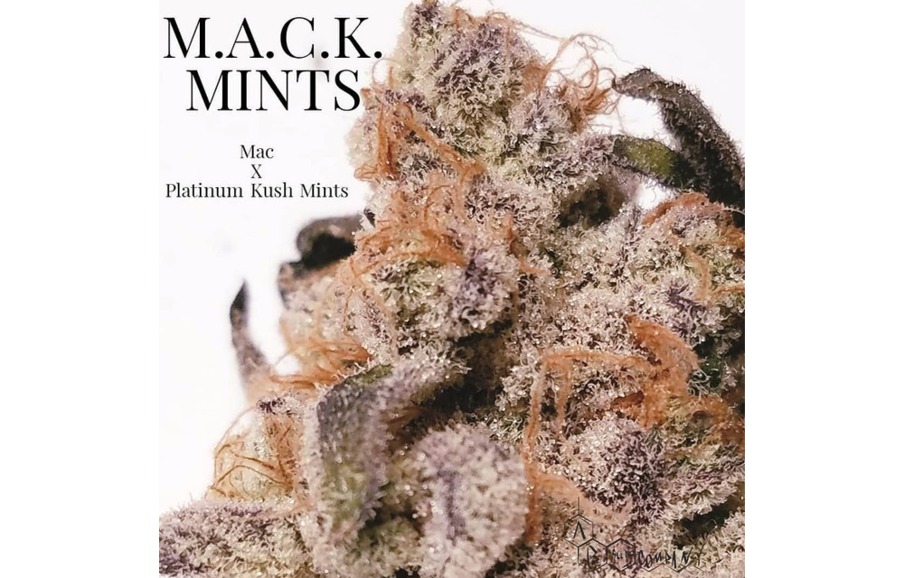 Mack Mints Reg 10 pk