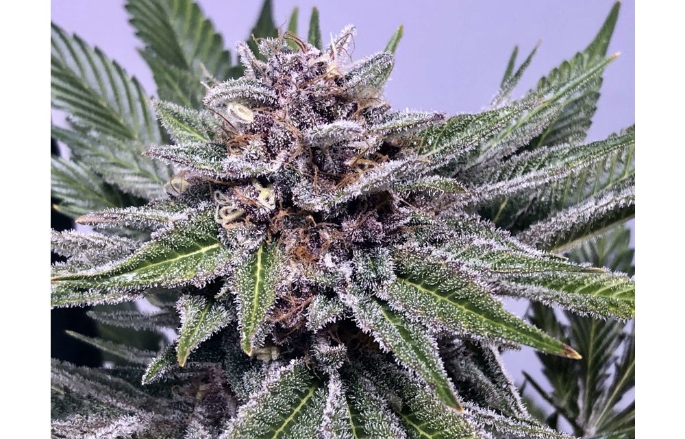 Chiroptera Kush Fem 6 pk