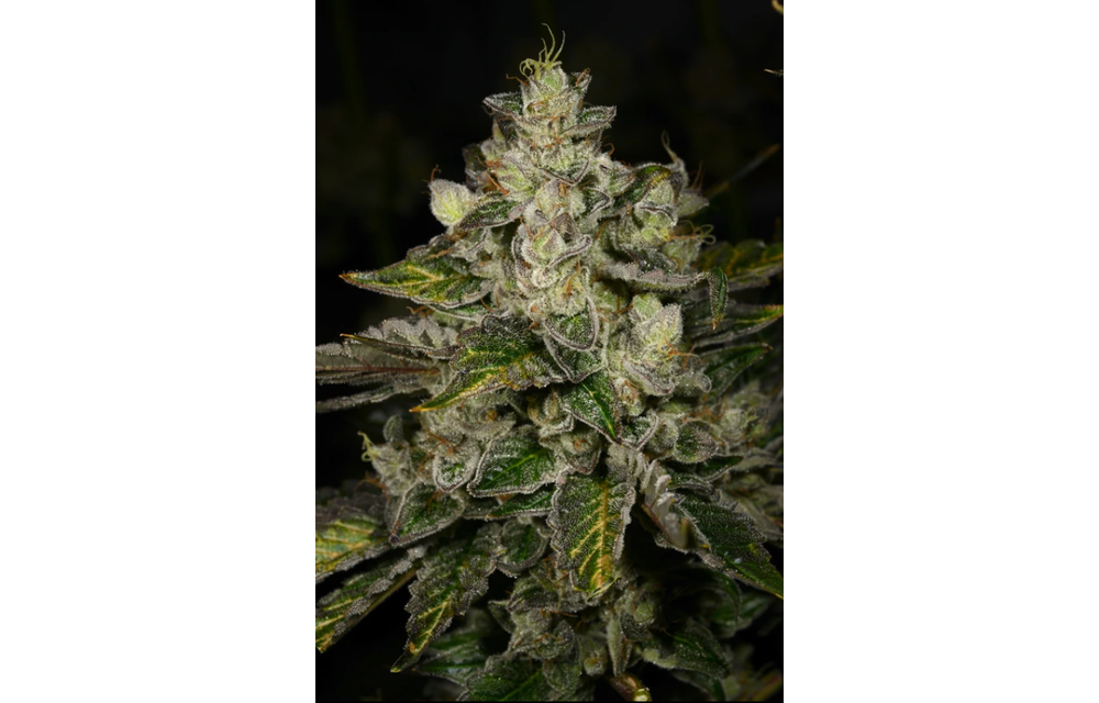 The Potion Reg 12 pk