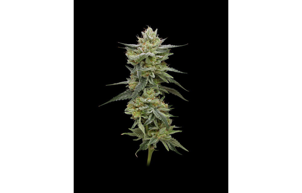 Jelly Rancher Fem 10 pk