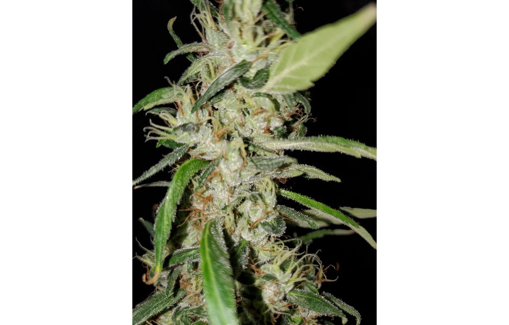 Afghan Haze Reg 16 pk