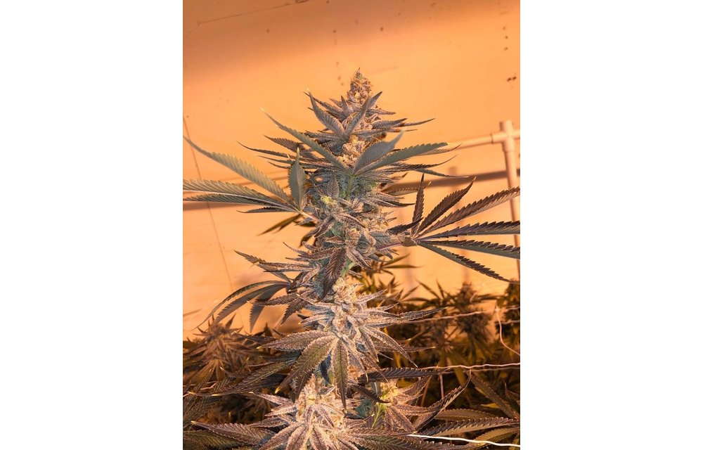 Dayger Fem 8 pk