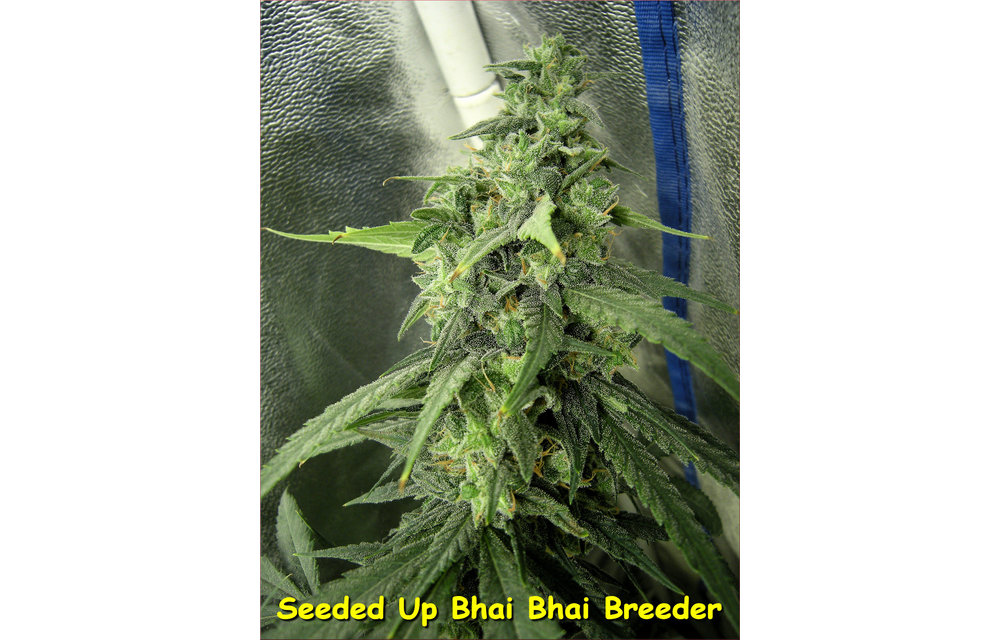 Congo Bhai Bhai Reg 5 pk
