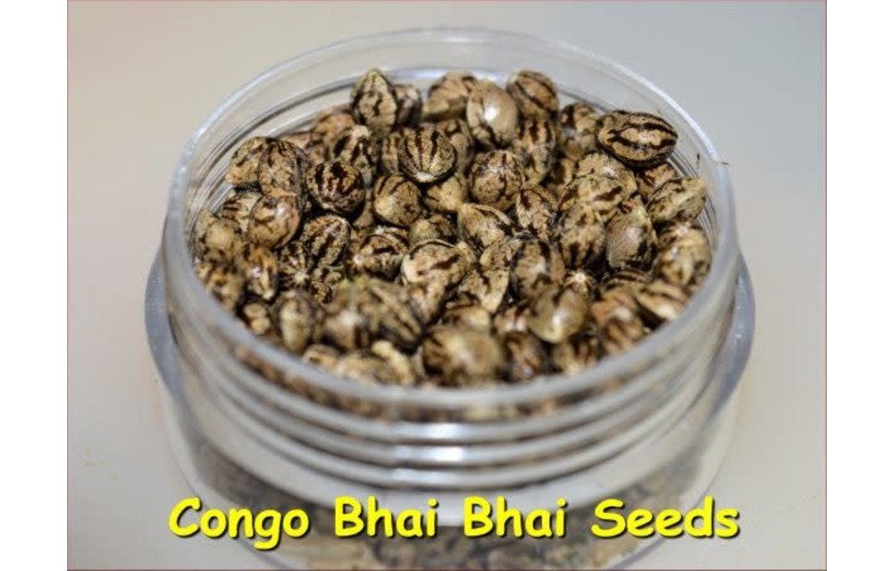 Congo Bhai Bhai Reg 5 pk
