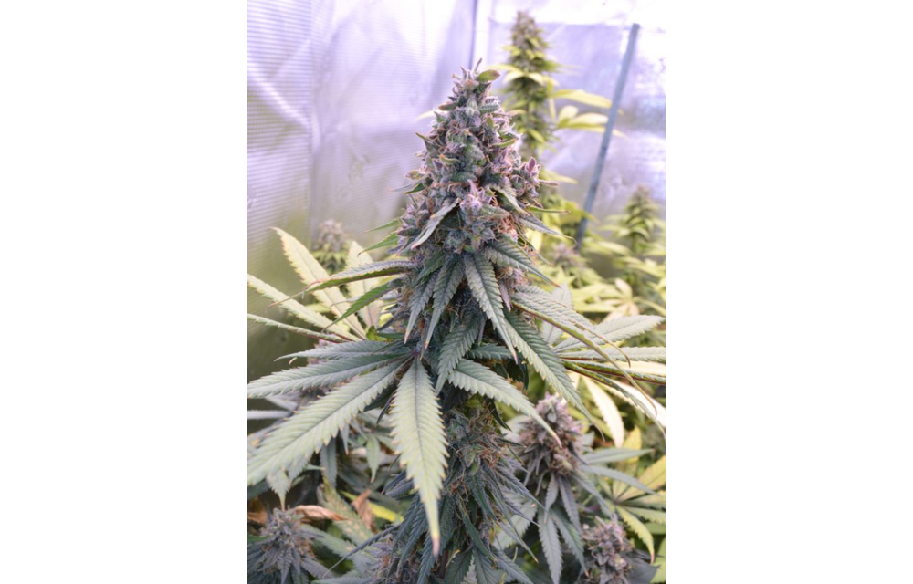 Blue Thai Reg 5 pk