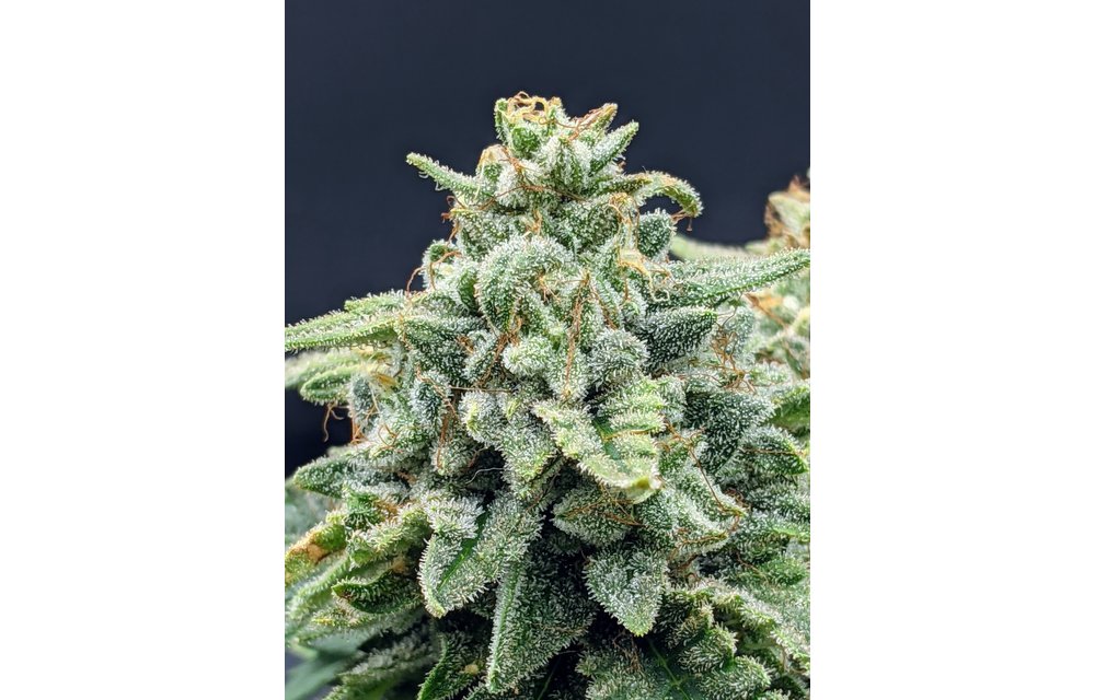 Snow-G Auto Fem 6 pk