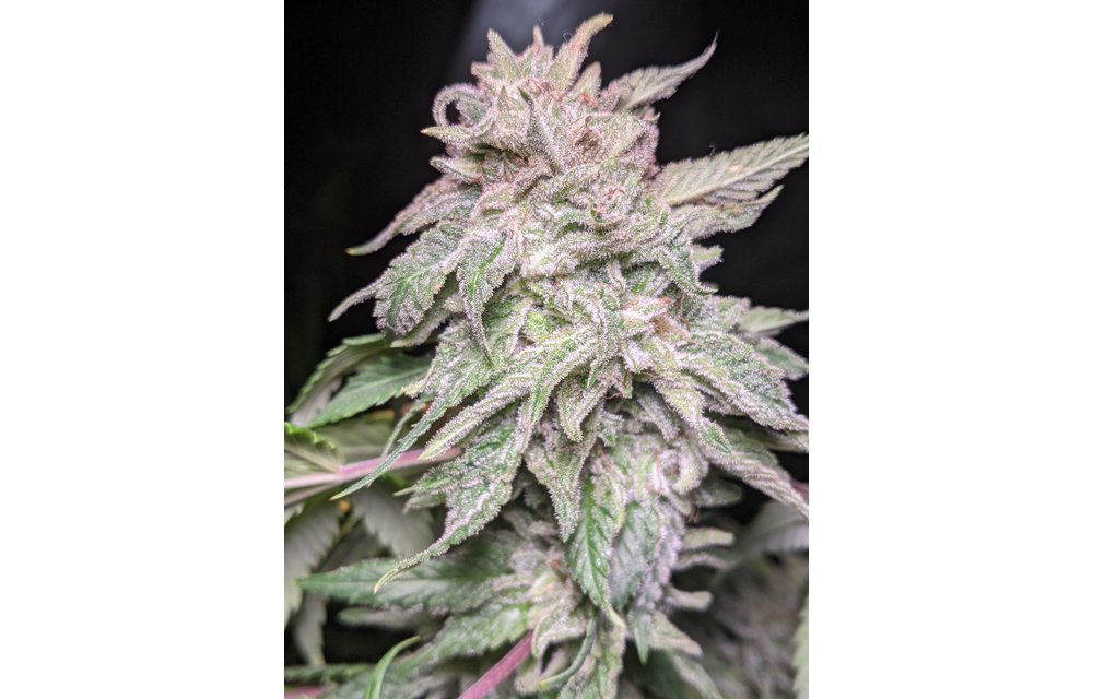 Snow-G Auto Fem 6 pk