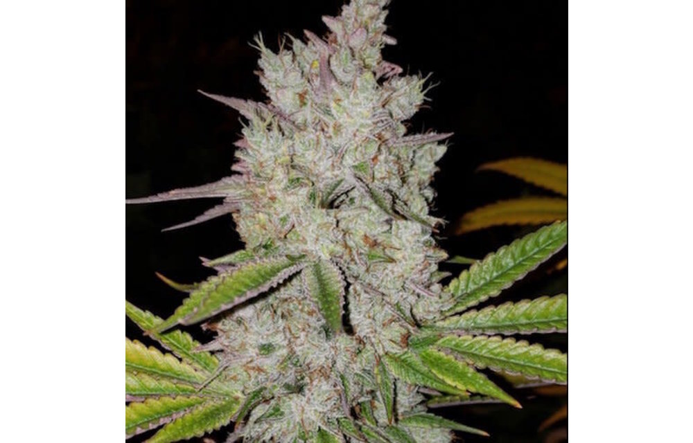 Lilac Diesel Rbx2 Auto Fem 10 pk