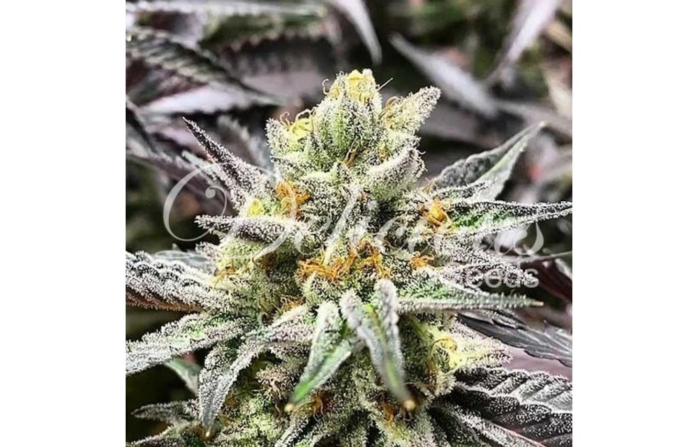 Delicious Cookies Fem 5 pk