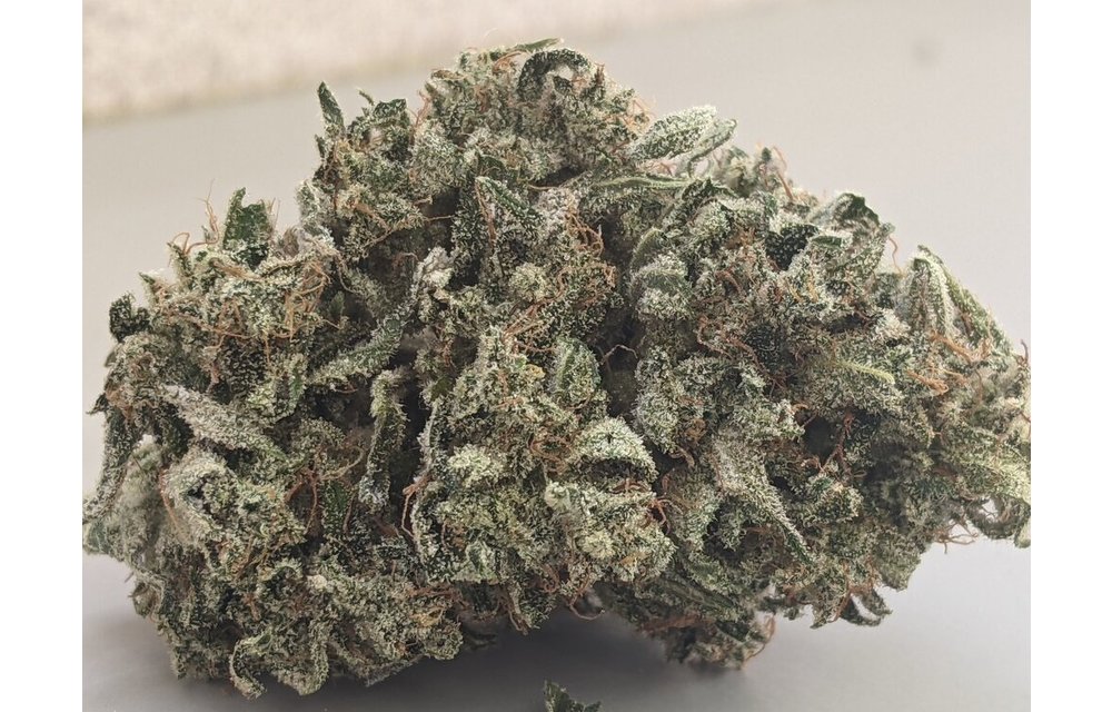 Muchaha Auto Fem 6 pk