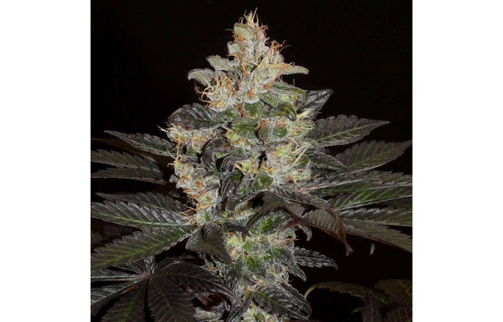 Balkh Hashplant Reg 12 pk